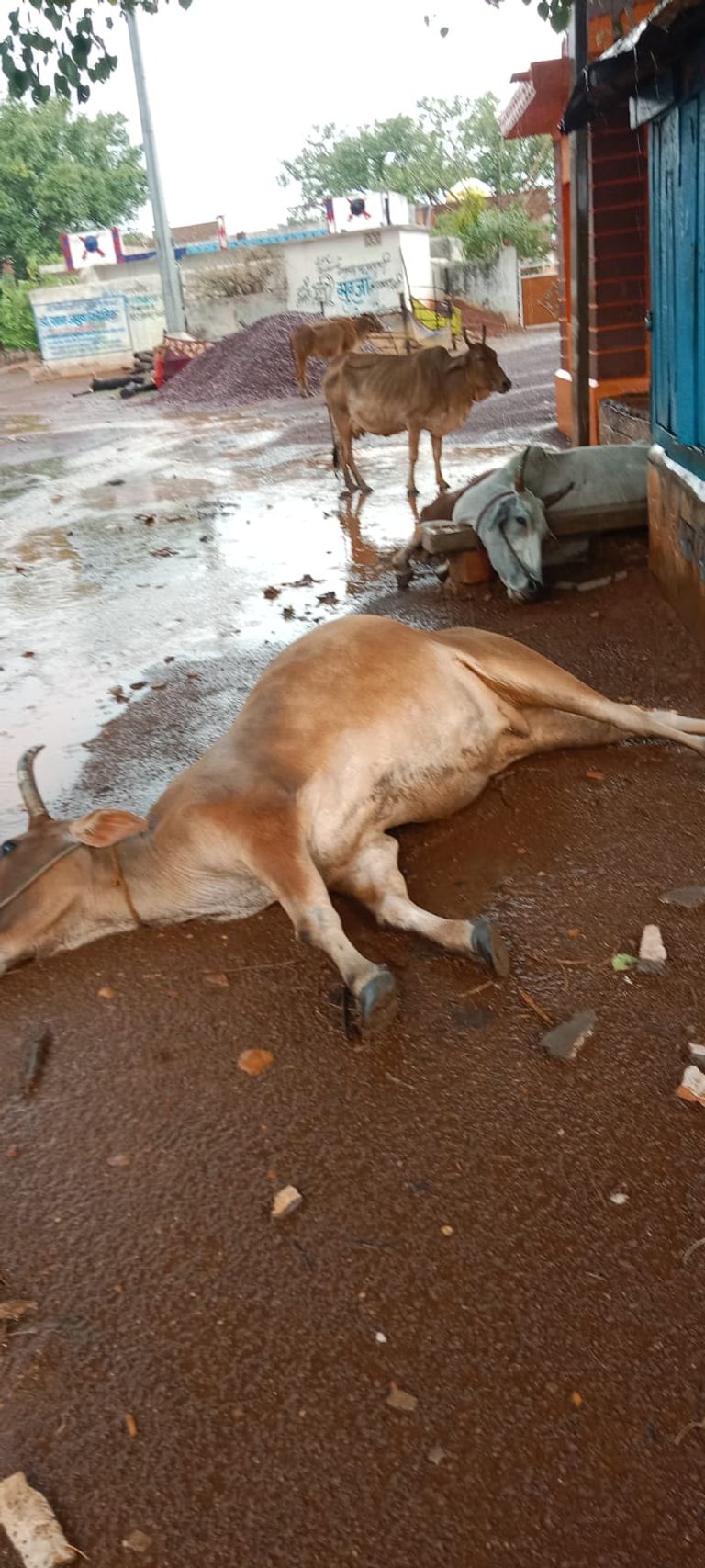 ग्राम बिरेभांट में बिजली गिरने से आधा दर्जन मावेशियो की मौत