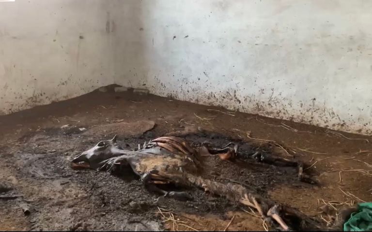 साजा विधानसभा में गौ माता की चारा पानी नहीं मिलने से मौत