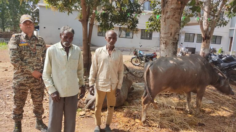 पशु तस्करी पर कार्रवाई: चार भैंसों के साथ दो आरोपी गिरफ्तार