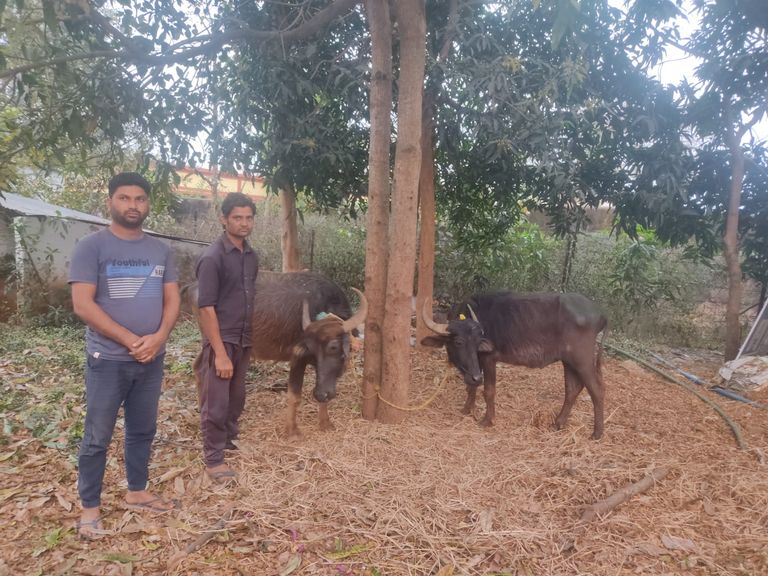 जंगल के रास्ते क्रूरतापूर्वक बांधकर नागपुर कत्लखाने ले जाए जा रहे मवेशी, 2 पशु तस्कर गिरफ्तार