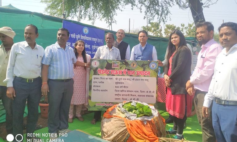 पान अनुसंधान केंद्र छुईखदान में कलेक्टर एवं सीईओ जिला पंचायत का निरीक्षण, टमाटर प्रसंस्करण इकाई शीघ्र होगी प्रारंभ